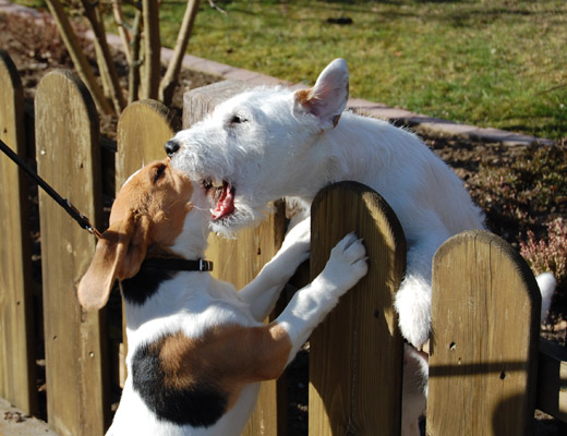 Beaglewelpe mit dem Nachbarshung in Hemmingen bei Pattensen Hannover